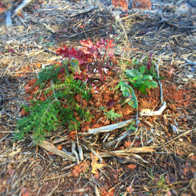 closeup of grave decorated with pine branches and leaves
