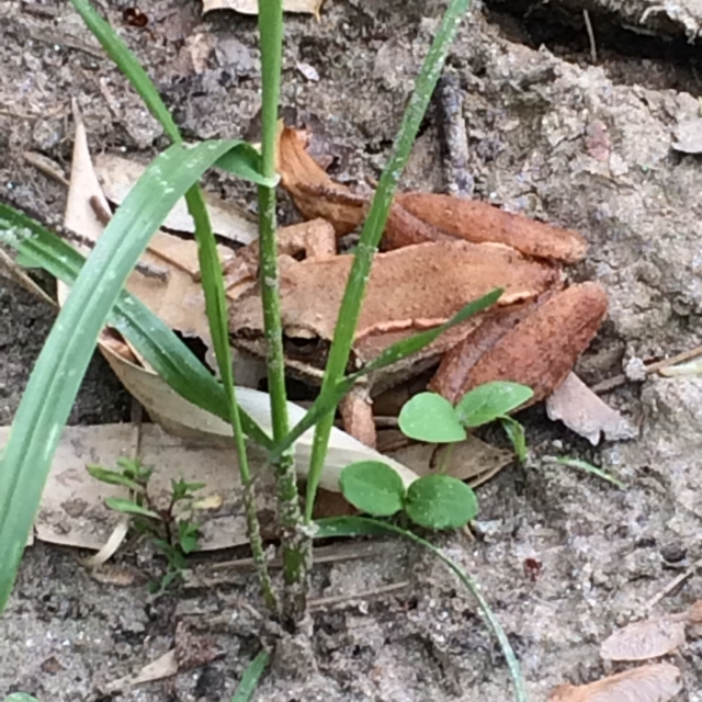brown frog near grass