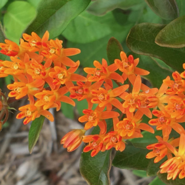 Closeup of orange flowers