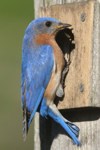 Male Eastern Bluebird at a birdhouse