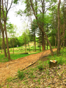 Path that is being developed surrounded by trees.