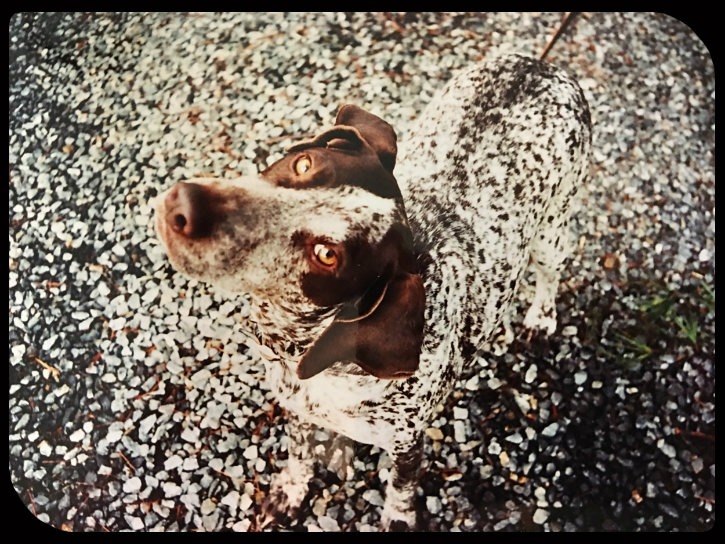 Grady the dog looking up, camoflaged with pebbles all around him