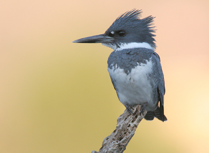 Belted kingfisher sitting on branch with orange background