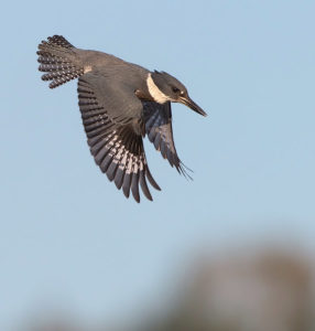 Kingfisher flying downward