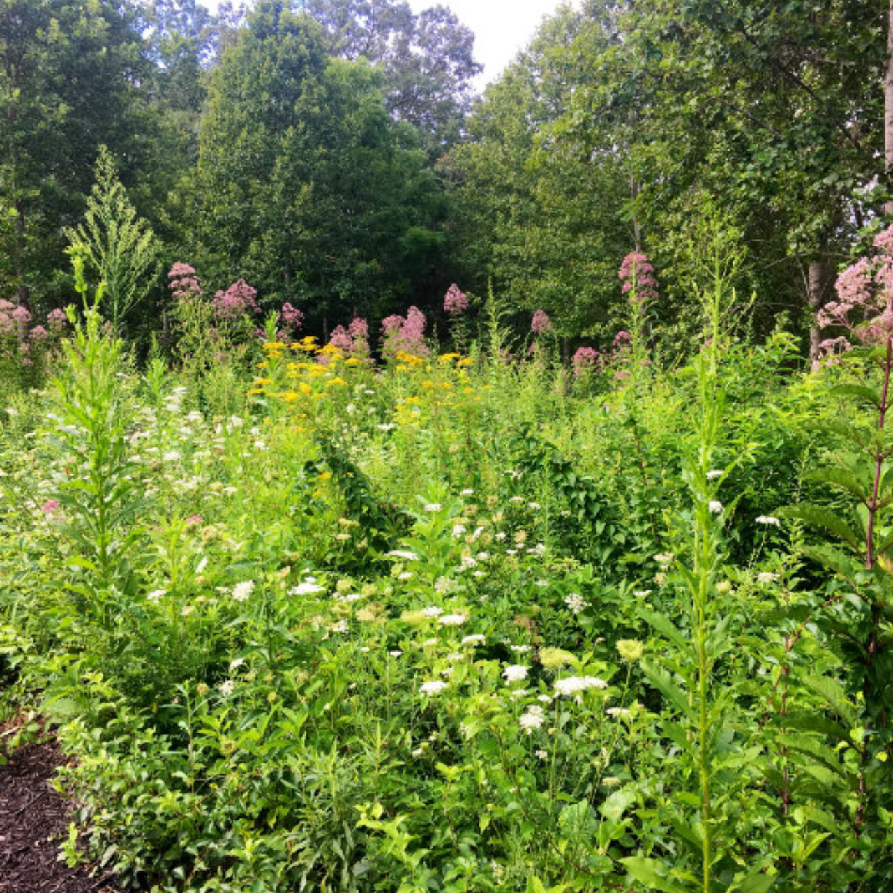 Sanctuary Habitats Carolina Memorial Sanctuary