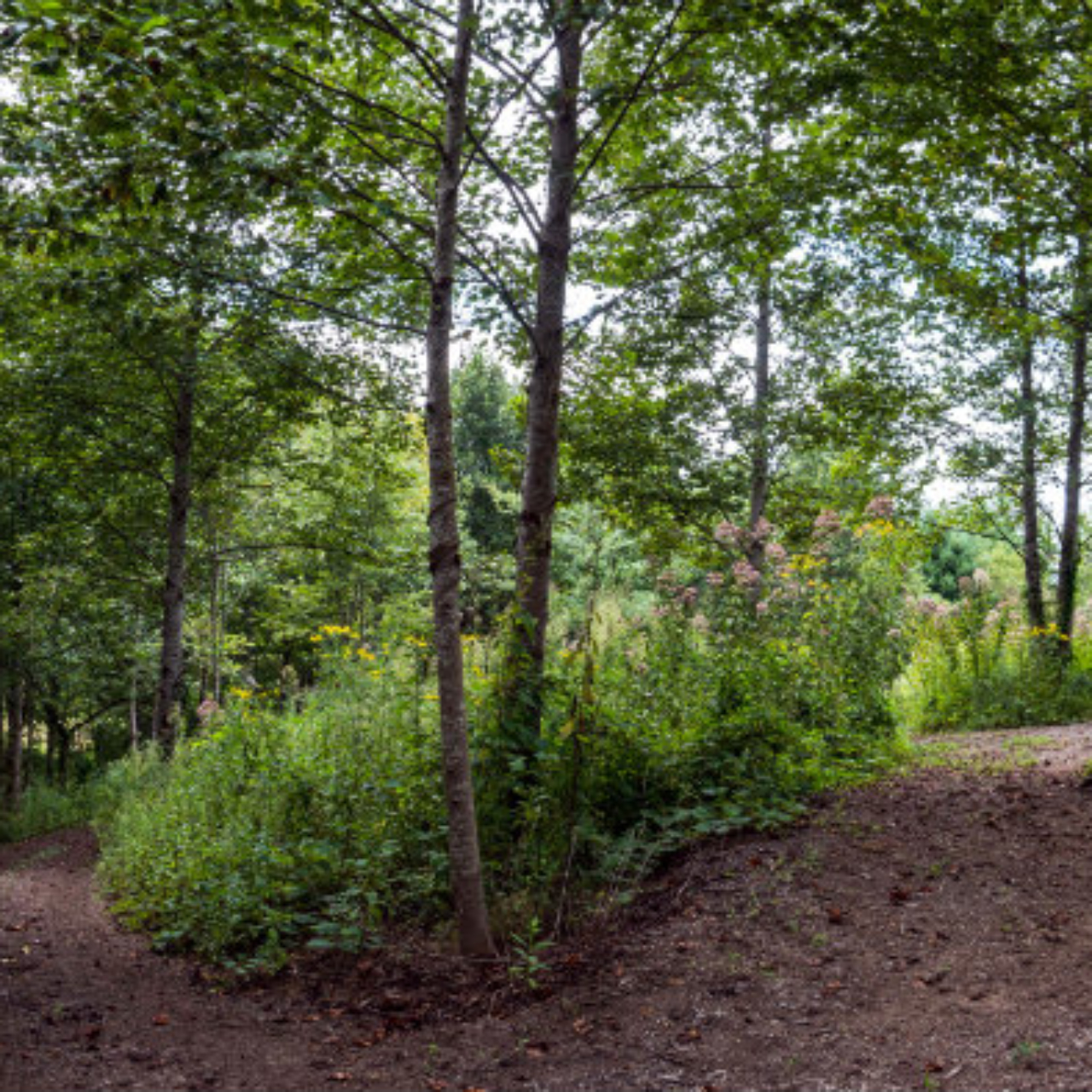 Sanctuary Habitats - Carolina Memorial Sanctuary