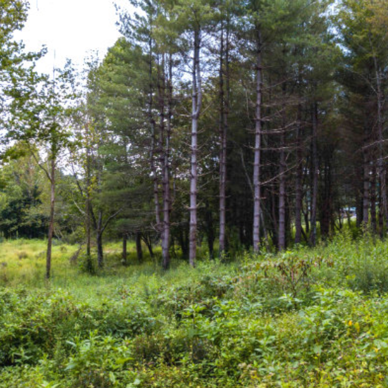Sanctuary Habitats Carolina Memorial Sanctuary