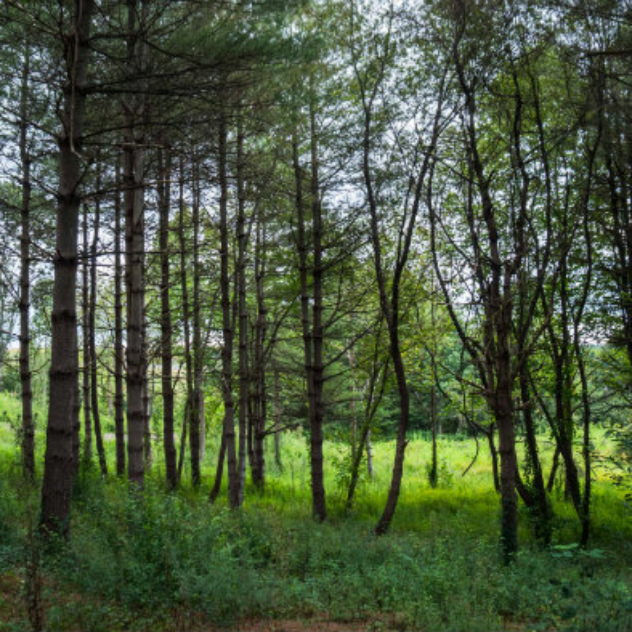 Sanctuary Habitats Carolina Memorial Sanctuary