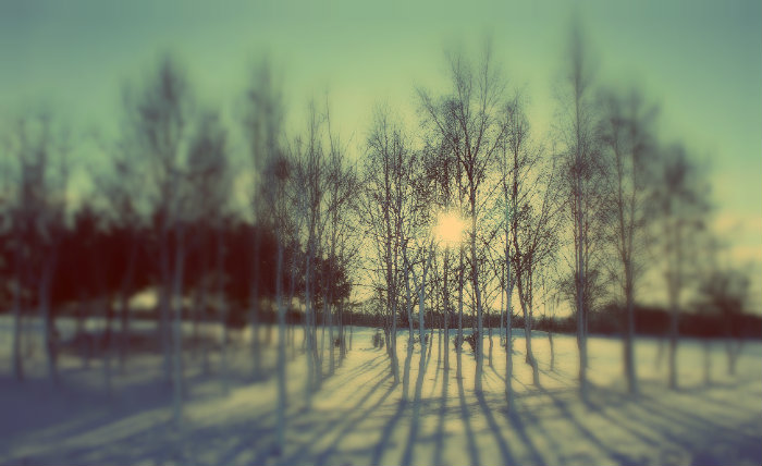 Blurred and blue winter scene of birch trees with snow underneath
