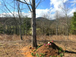 natural burial in the meadow at Carolina Memorial Sanctuary with mountains in the background