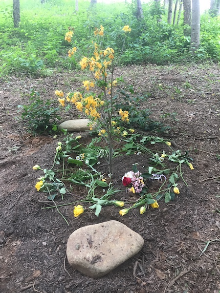 Memorial flame azalea with yellow roses around the base.