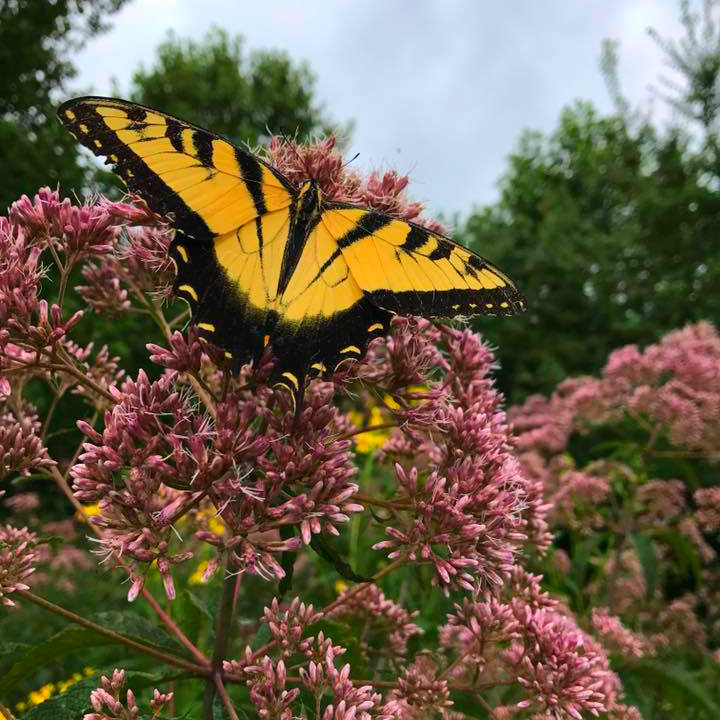 Butterfly atop Joe Pye Weed