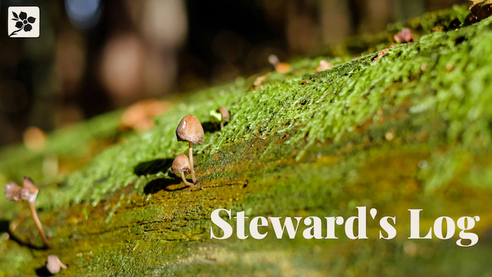 Log with mushrooms and moss growing on it, with text "Steward's Log" on top