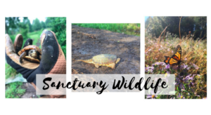 PIcture of baby turle, snapping turtle and monarch butterfly with text "Sanctuary Wildlife"