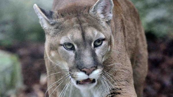 eastern cougar