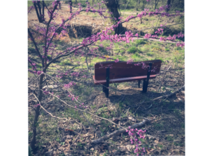 Memorial bench and redbud tree.