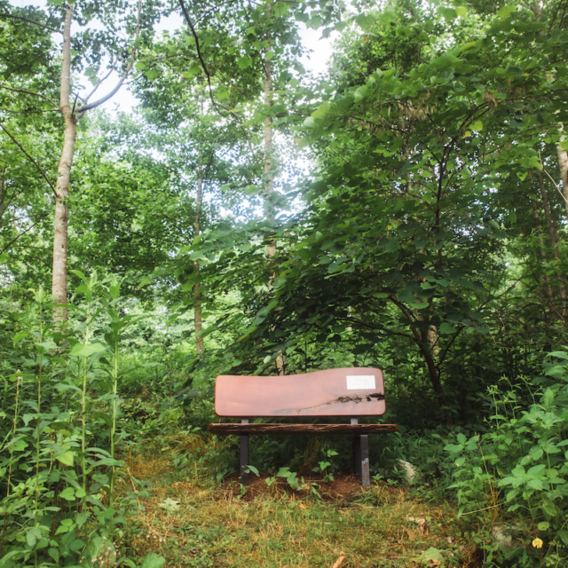 wooden bench surrounded by trees