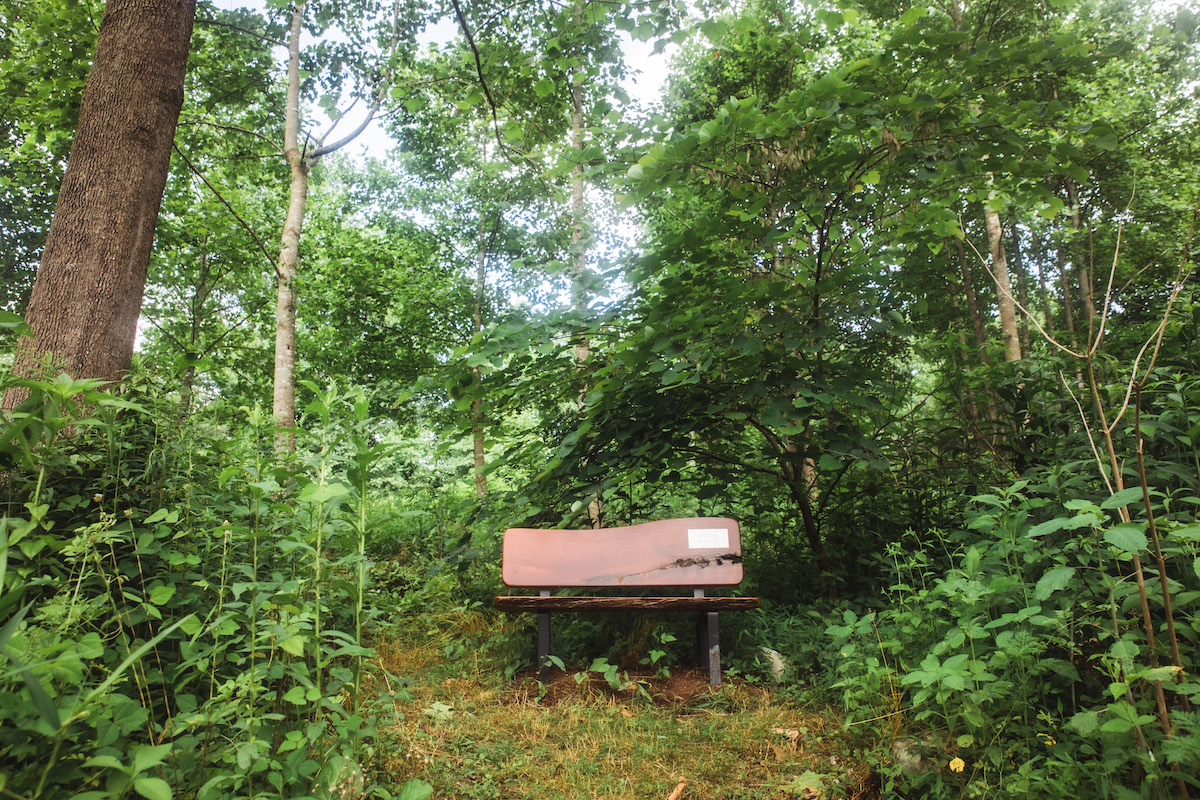 wooden bench surrounded by trees