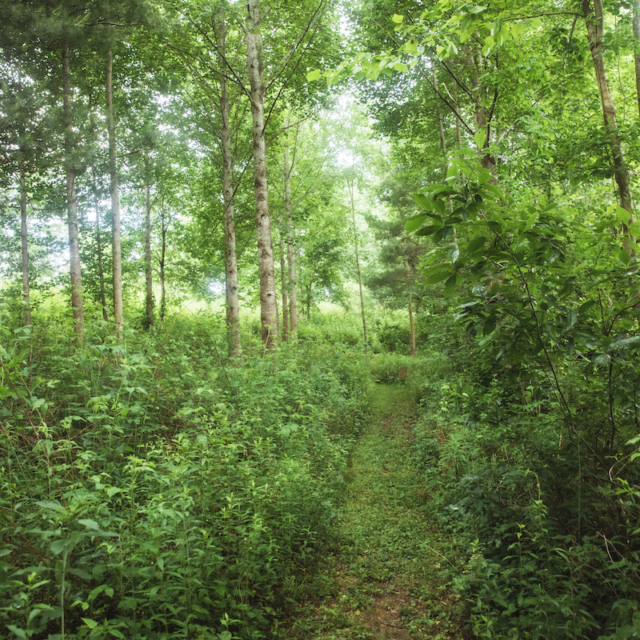 footpath surrounded by dense green nature