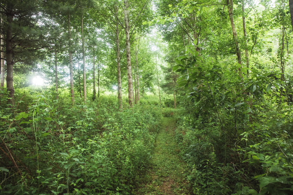 footpath surrounded by dense green nature