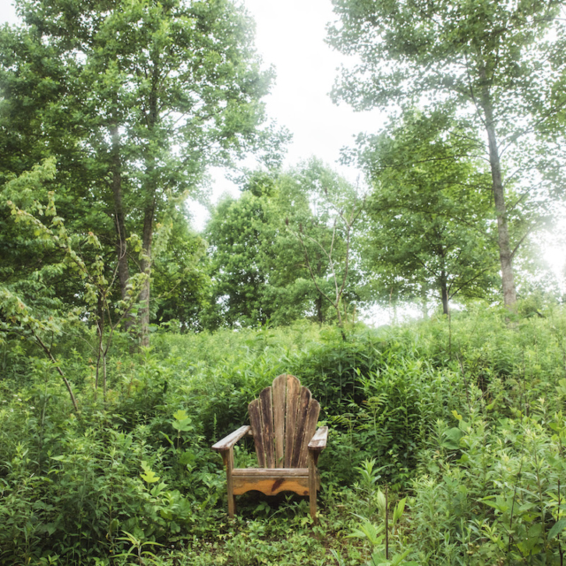 adirondack chair nestled in nature with trees in the background