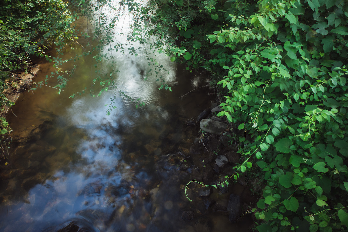 close up of creek with foliage on the right