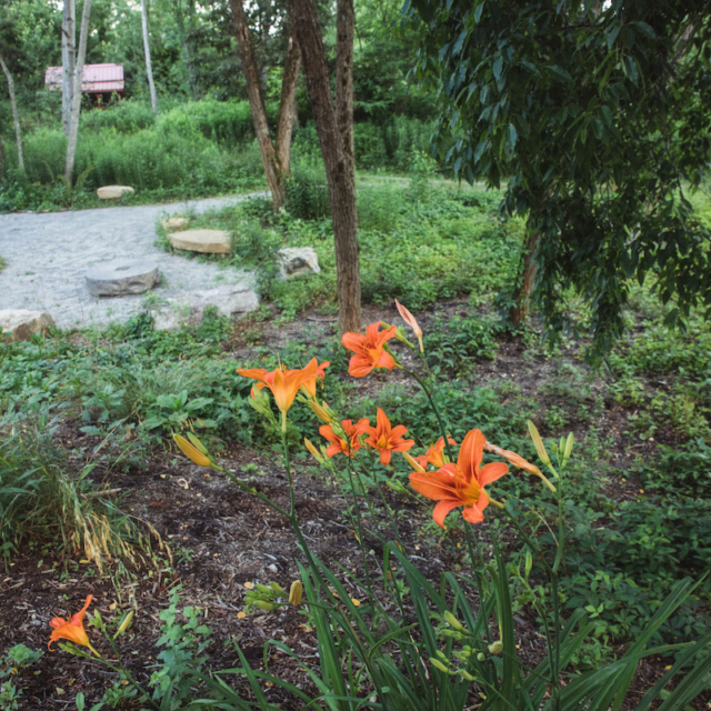 orange lillies in the foreground with the entry area in the background