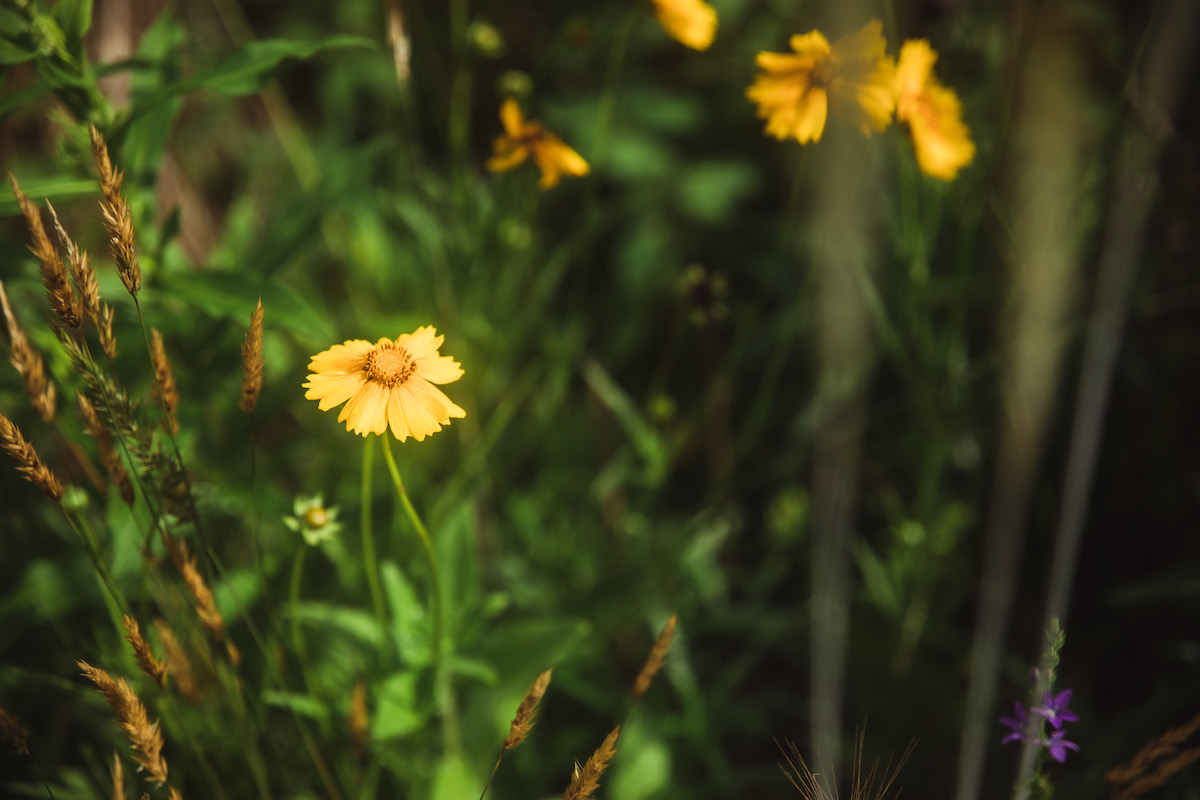 closeup of yellow wildflowers
