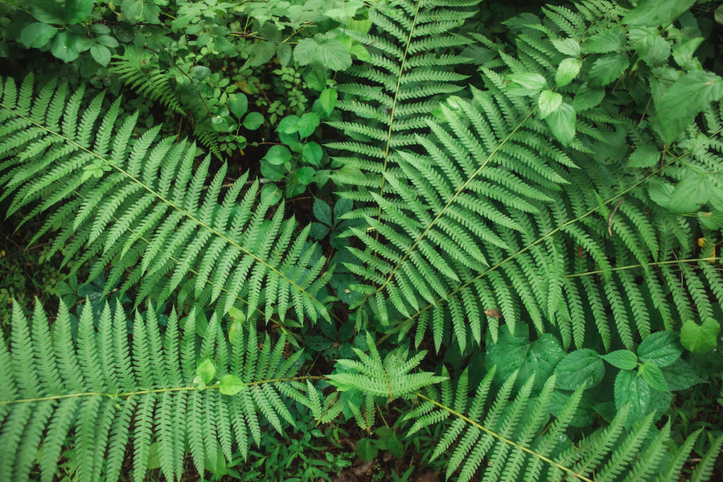 closeup of ferns