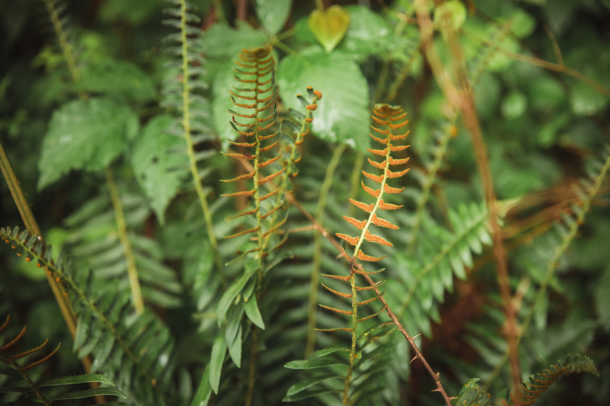 closeup of ferns