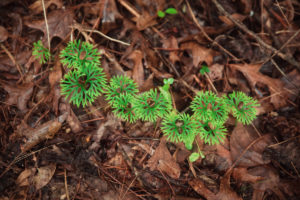 Club moss growing in the ground