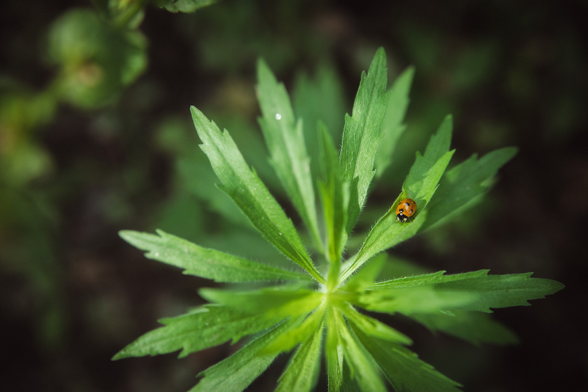 closeup of ladybug sitting on greenery