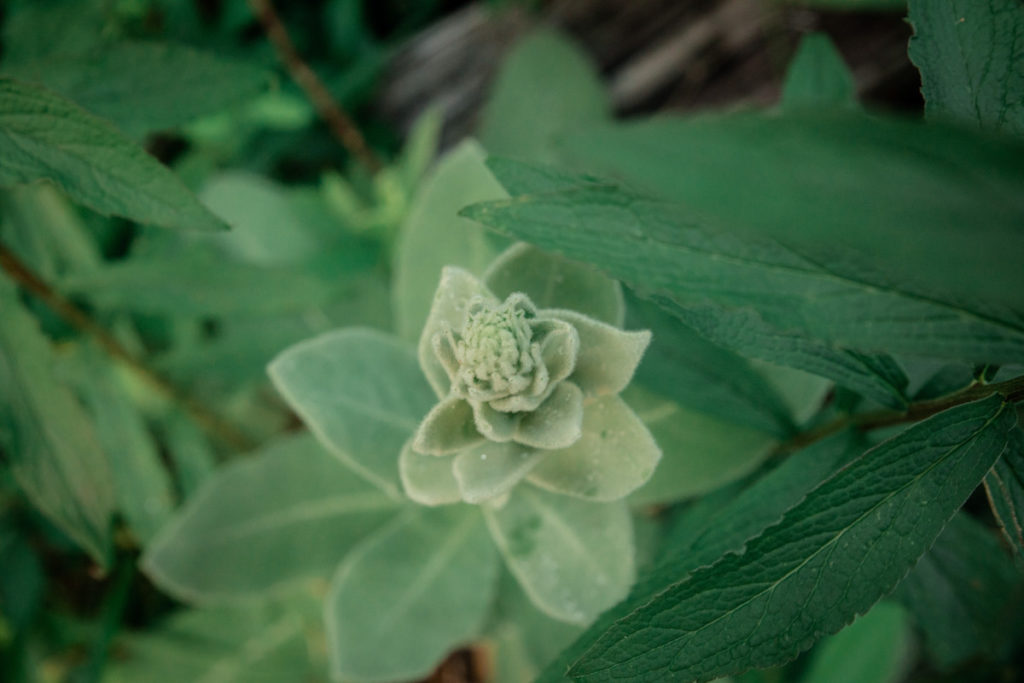 closeup of flora