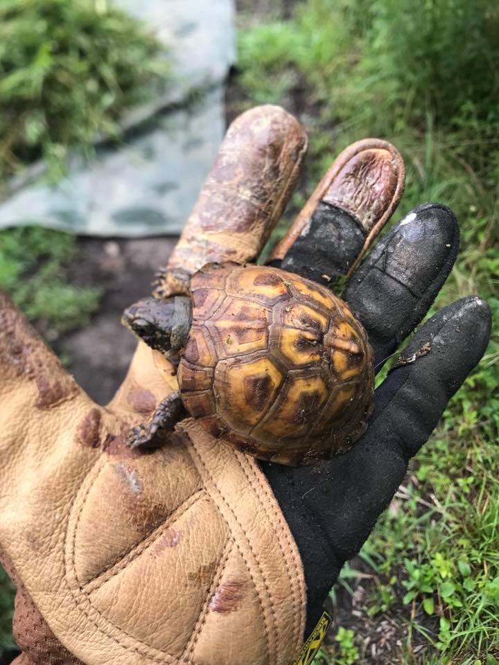 baby box turtle held in a gloved hand