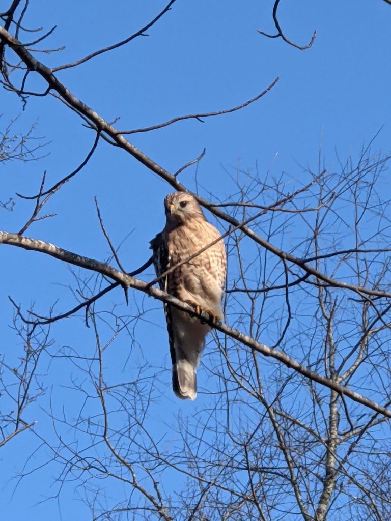 closeup of a hawk sitting a tree branch