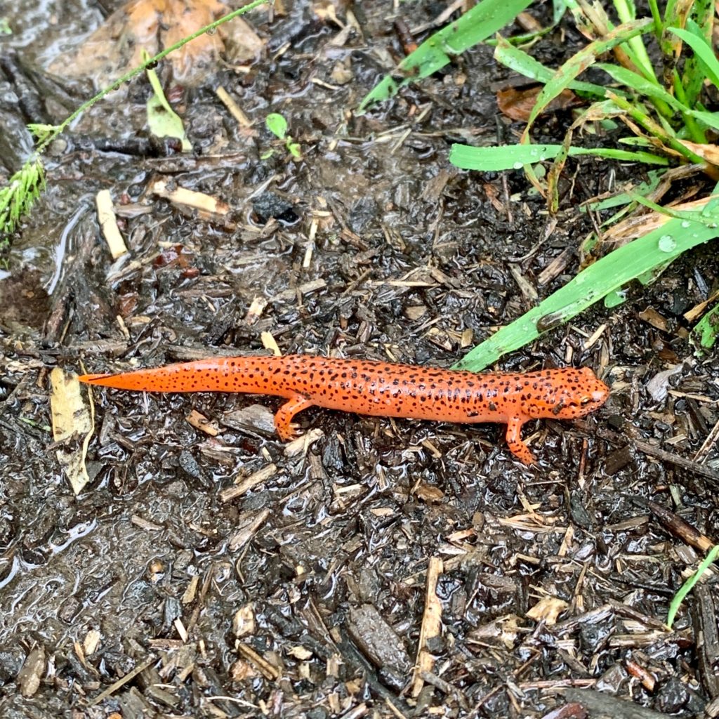 closeup of an oragne salamander standing on mud
