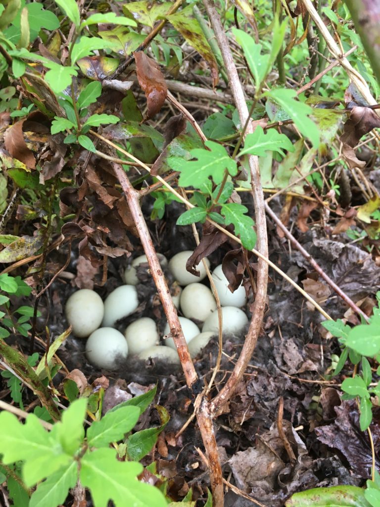 closeup of mallard eggs hidden in plantlife