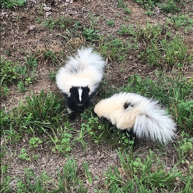 two baby skunks in the grass