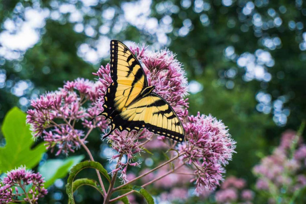 closeup of a swallowtail butterfly sitting atop the flower of joe pye weed