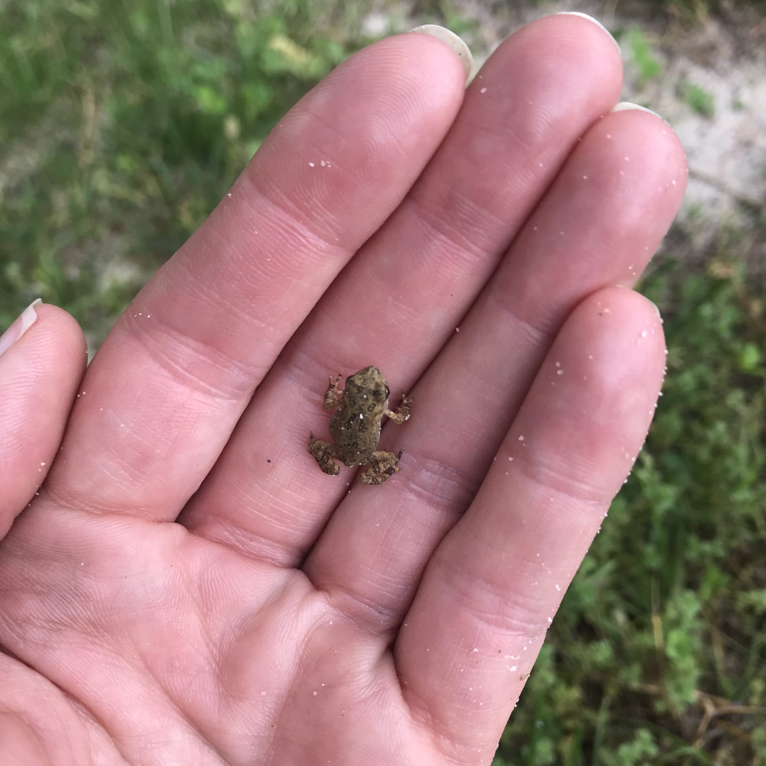an adorable tiny baby tree frog sitting on a hand