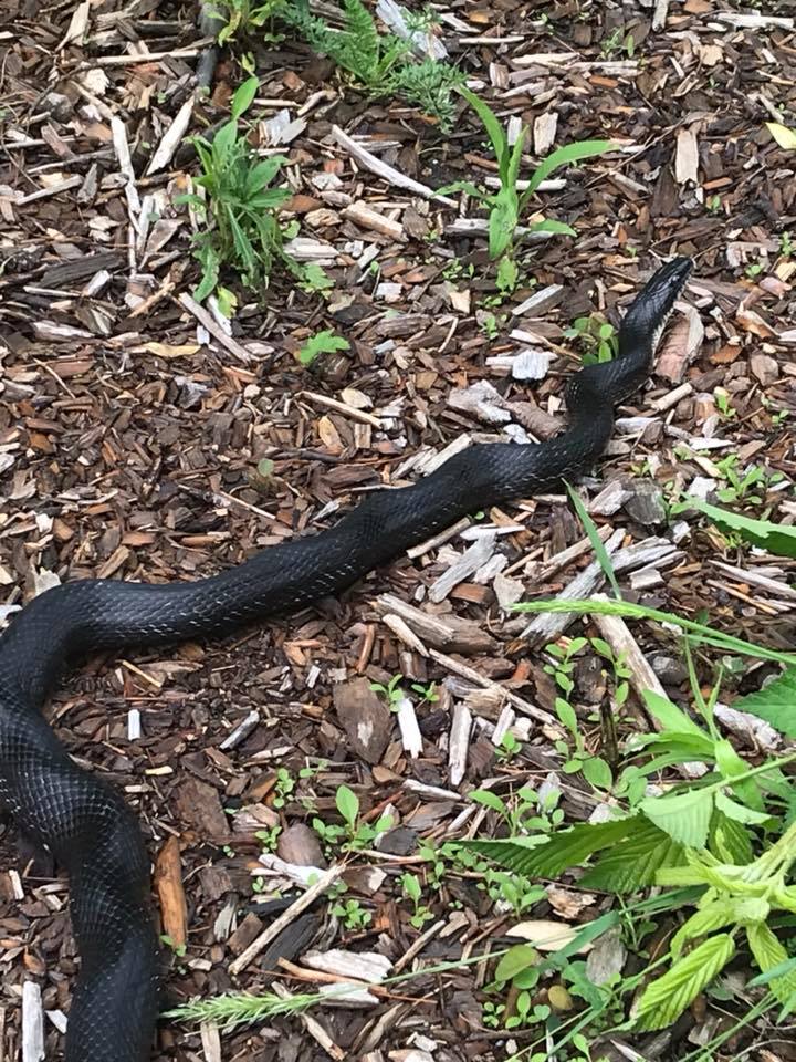 black snake on mulch