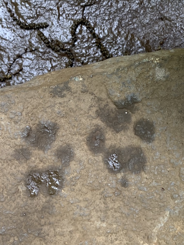Jasper's wet paw prints on a stone off the creek.
