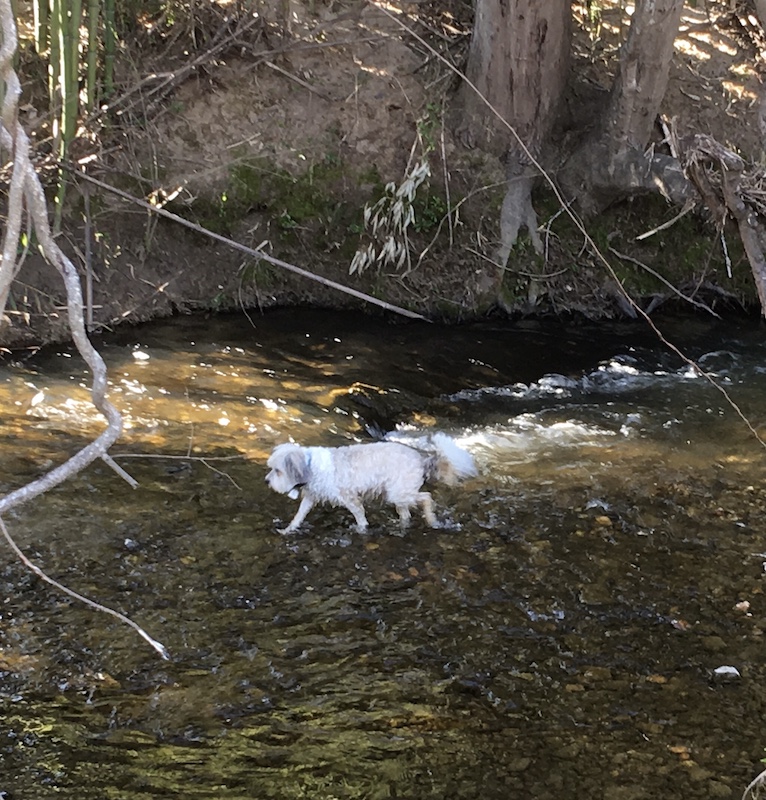 Jasper the dog in McDowell Creek
