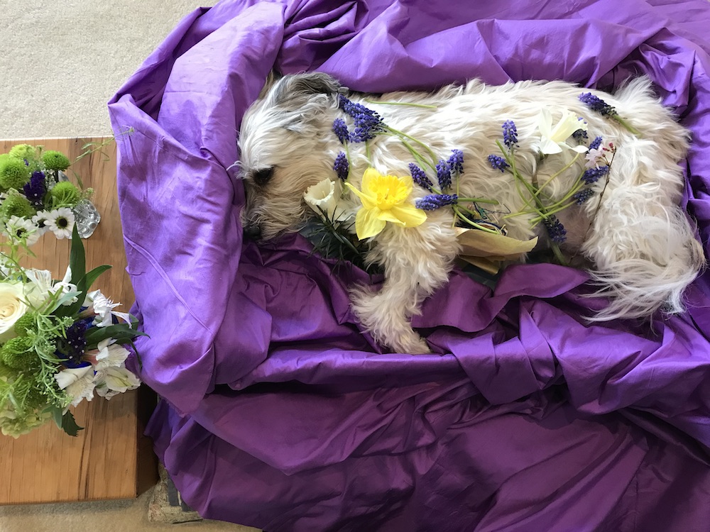 Jasper the dog lying in state on top of purple fabric with lilacs and daffodils on top of him.