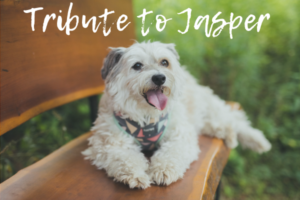 Jasper the dog sitting on a bench with text reading, "Tribute to Jasper."