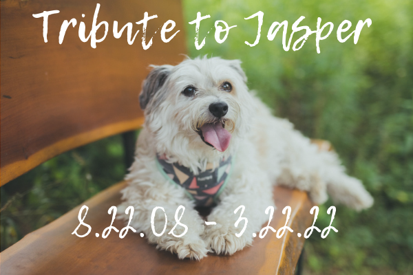 Jasper the dog with the text "Tribute to Jasper 8.22.08 - 3.22.22"