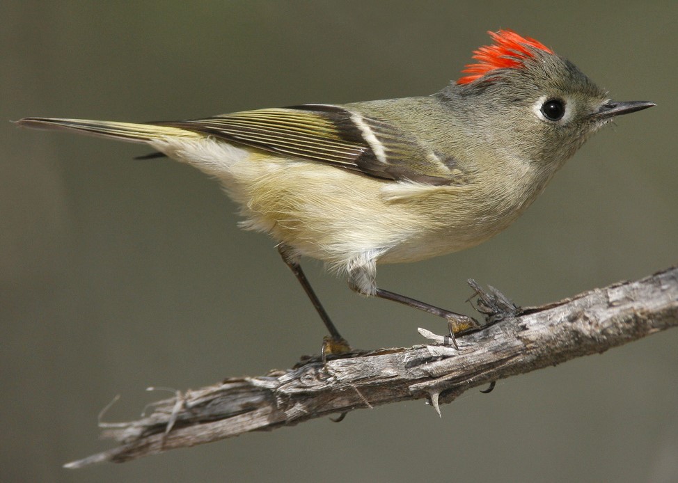 Closeup of a Ruby-crowned Kinglet standing on a branch.