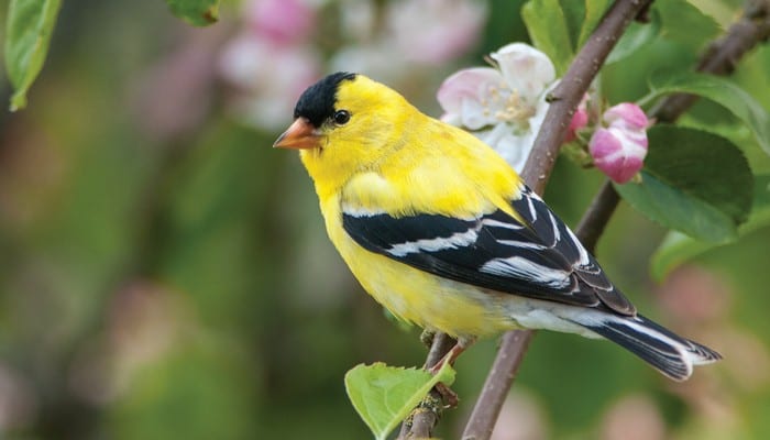 A Goldfinch sitting on a branch with a pink budding flower.