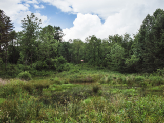 View of the wetland from further back.