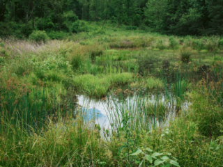 Veiw of wetland up close.
